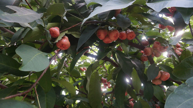 浓情端午，粽情相约-PTI六月拓展活动（images 1）